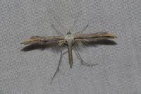 Emmelina monodactyla