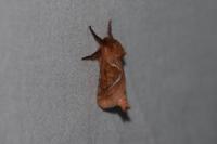 Triodia sylvina