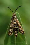 Chamaesphecia empiformis