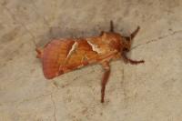 Triodia sylvina