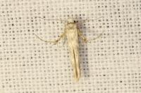 Palumbina guerinii