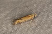 Metzneria artificella