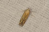 Metzneria artificella