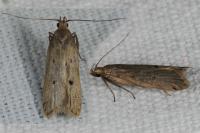 Acompsia antirrhinella/tripunctella