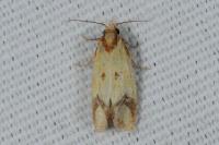 Agapeta zoegana