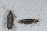 Aroga velocella