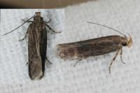 Aroga velocella