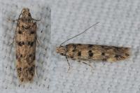 Bryotropha domestica