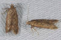 Bryotropha