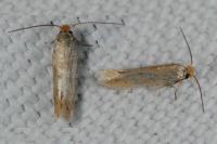Bucculatrix