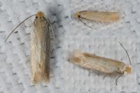 Bucculatrix