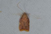 Carcina quercana