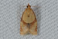 Clepsis consimilana