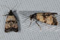 Cochylichroa atricapitana