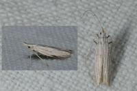 Coleophora