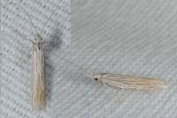 Coleophora