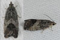 Cydia splendana