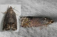 Cydia splendana