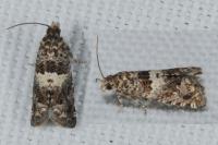 Epiblema costipunctana
