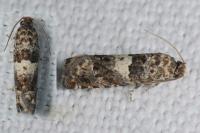 Epiblema costipunctana