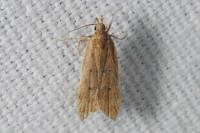 Helcystogramma lutatella