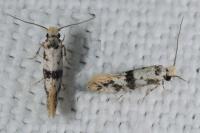 Infurcitinea atrifasciella