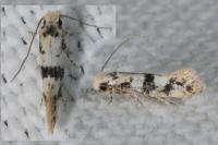 Infurcitinea atrifasciella