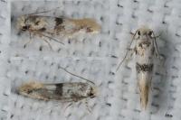 Infurcitinea atrifasciella