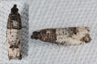 Notocelia incarnatana