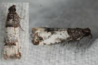 Notocelia incarnatana