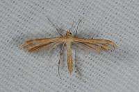 Oxyptilus