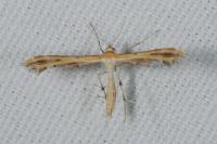 Oxyptilus