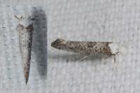 Paraswammerdamia albicapitella