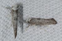Paraswammerdamia albicapitella