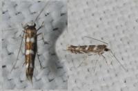 Parectopa robiniella