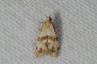 Phalonidia contractana