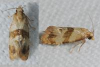 Phalonidia contractana