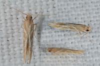 Pyroderces argyrogrammos