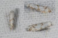 Scythropia crataegella
