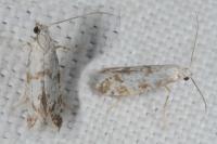 Scythropia crataegella