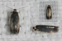 Stigmella