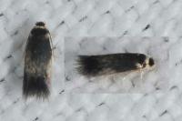Stigmella