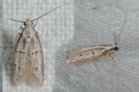 Symmocoides oxybiella