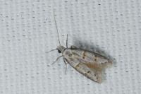 Symmocoides oxybiella