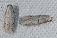 Symmocoides oxybiella