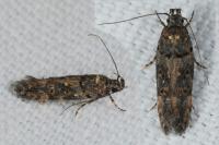 Teleiopsis diffinis