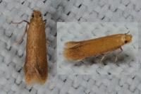 Tischeria