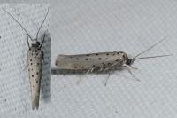 Yponomeuta sedella
