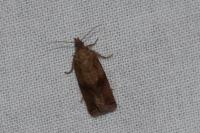 Celypha striana