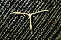 Emmelina monodactyla